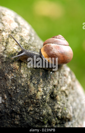 Stralsund, Allemagne, un escargot Banque D'Images