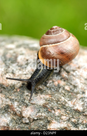 Stralsund, Allemagne, un escargot Banque D'Images