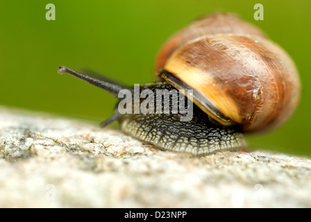 Stralsund, Allemagne, un escargot Banque D'Images