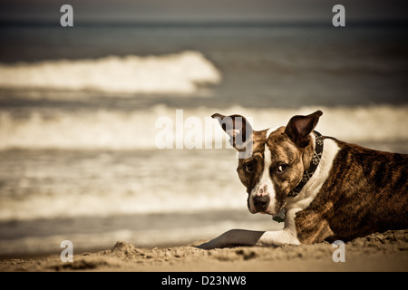 Mignon chien détente sur la plage Banque D'Images