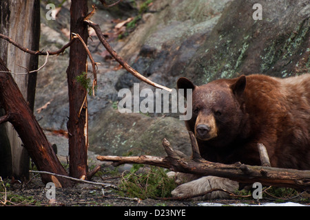 Ours noir (Ursus americanus) Banque D'Images