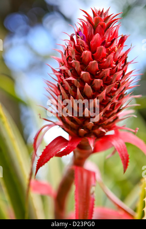 Ananas rouge trouvés sur l'île d'Oahu à Hawaii. Banque D'Images