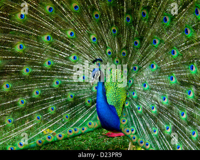 Un vibrant peacock pavane son stuff Banque D'Images