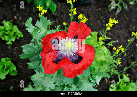 Rouge brillant pavot d'orient papaver orientalis au bord d'une parcelle de légumes Banque D'Images