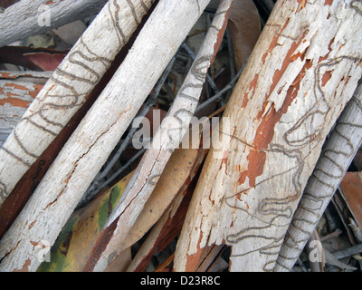 Faire de l'écorce d'Eucalyptus (gum scribbly racemosa) parmi les feuilles mortes, le Parc National de l'île Moreton, Brisbane, Australie Banque D'Images