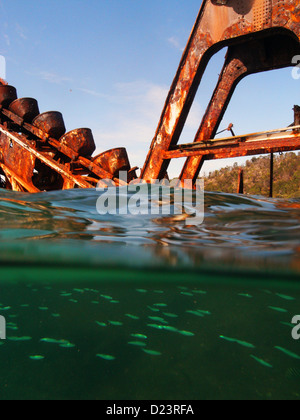 Les poissons-appâts autour de l'épave d'une barge de dragage, de l'île Moreton, épaves de Tangalooma, Moreton Bay Marine Park, près de Brisbane, Australie Banque D'Images