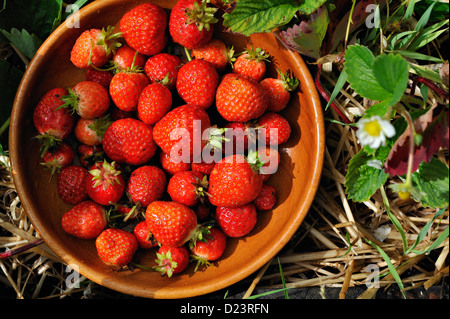 Les fraises fraîchement cueillies dans un jardin de banlieue Banque D'Images