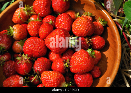 Les fraises fraîchement cueillies dans un jardin de banlieue Banque D'Images