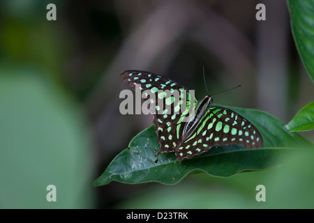 Graphium Agamemnon, Papillon queue Geai vert,triangle tachetées, Luzon aux Philippines Banque D'Images