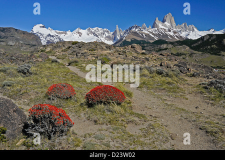 Neneo arbustes en fleurs, Fitz Roy des Andes, Los Glaciares NP, Patagonie, Argentine Banque D'Images