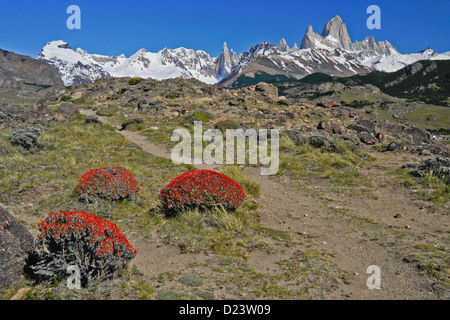 Neneo arbustes en fleurs, Fitz Roy des Andes, Los Glaciares NP, Patagonie, Argentine Banque D'Images