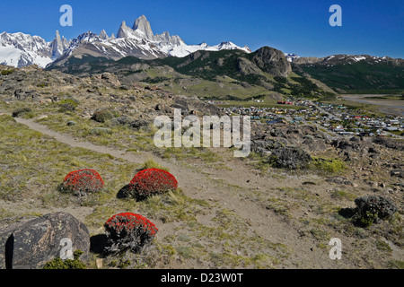 Neneo arbustes en fleurs, Fitz Roy des Andes, Los Glaciares NP, Patagonie, Argentine Banque D'Images