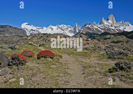 Neneo arbustes en fleurs, Fitz Roy des Andes, Los Glaciares NP, Patagonie, Argentine Banque D'Images