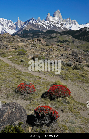 Neneo arbustes en fleurs, Fitz Roy des Andes, Los Glaciares NP, Patagonie, Argentine Banque D'Images