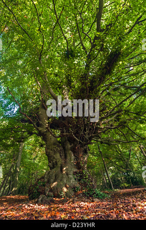 Vétéran ancien Hêtre Fagus sylvatica en woodland Banque D'Images