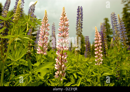 Lupin à grandes feuilles flower meadow Banque D'Images