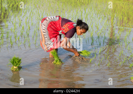 Femme indienne la plantation de jeunes plants de riz dans une rizière. L'Andhra Pradesh, Inde Banque D'Images