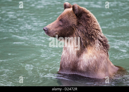 USA, Alasaka, ours brun dans le col Chilkoot Lake Banque D'Images