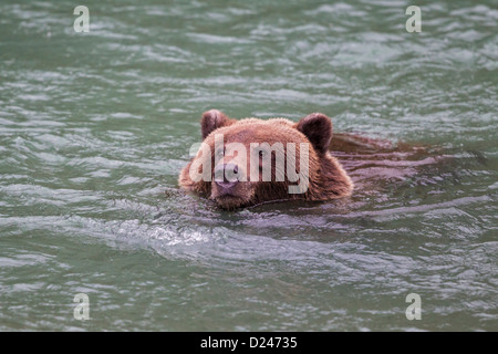 USA, Alasaka, ours brun dans le col Chilkoot Lake Banque D'Images