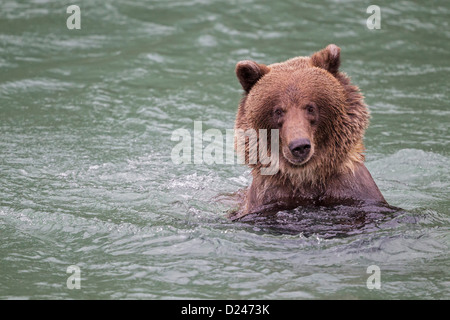 USA, Alasaka, ours brun dans le col Chilkoot Lake Banque D'Images