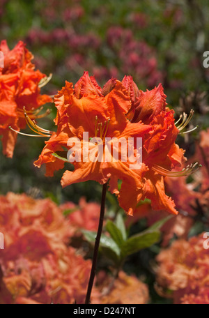 Rhododendron Gibraltar Orange Banque D'Images