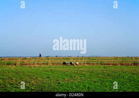 Une vue vers les marais Halvergate de Wickhampton, Norfolk, Angleterre, Royaume-Uni. Banque D'Images