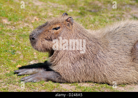 Profil de capybara hydrochaeris lying on grass Banque D'Images