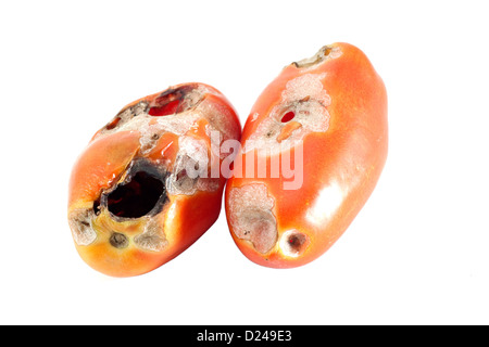 Ravageurs de la tomate sur un fond blanc Banque D'Images