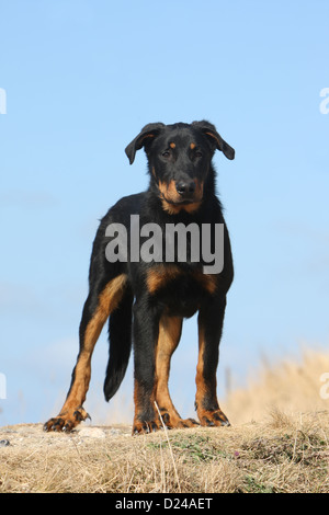 Chien Beauceron Berger de Beauce / young (noir et feu) Comité permanent Banque D'Images