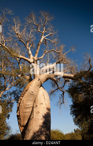 Madagascar, Morondava, les Amants, les Baobabs amoureux, enlacés baobabs Banque D'Images