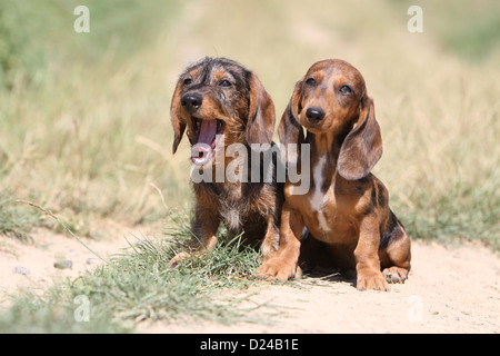 / Teckel chien Dackel Teckel / deux chiots différents poils (sur le fil et court) et de couleurs différentes (rouge) et Merle Arlequin Banque D'Images