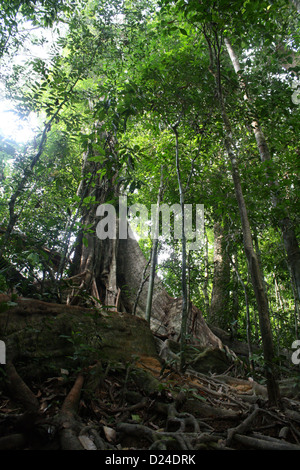 Grand arbre tropical avec de grandes racines contrefort au Ghana, Afrique de l'Ouest Banque D'Images