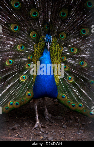 Peacock fait face à l'objectif avec sa queue effilée que derrière il Banque D'Images