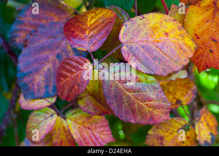 Automne feuilles bramble, Rubus fruticosa, Banque D'Images