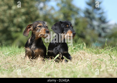 / Teckel chien Dackel Teckel poil dur / deux chiots (couleur sanglier, noir et feu) assis dans un pré Banque D'Images