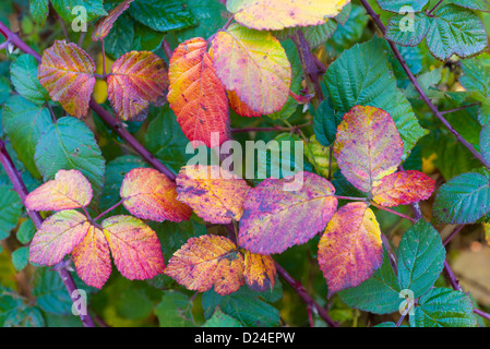 Automne feuilles bramble, Rubus fruticosa, Banque D'Images