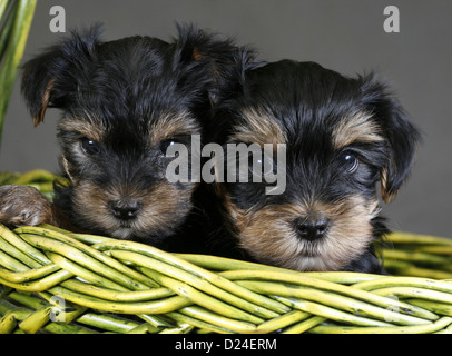 Deux chiots yorkshire terrier dans un panier vert Banque D'Images