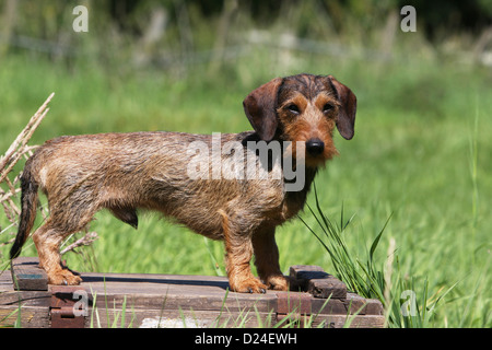 Chien Teckel Dackel Teckel poil dur / / adultes (couleur sanglier) profil type Banque D'Images