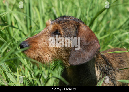 Chien Teckel poil dur Teckel Dackel / / (rouge) profil portrait adultes Banque D'Images