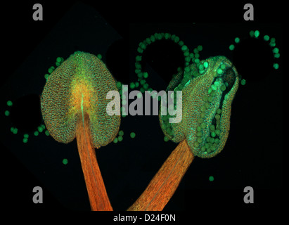 Les anthères de l'arabette de thalius (Arabidopsis thaliana), microscopie de fluorescence Banque D'Images