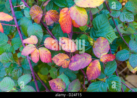 Automne feuilles bramble, Rubus fruticosa, Banque D'Images