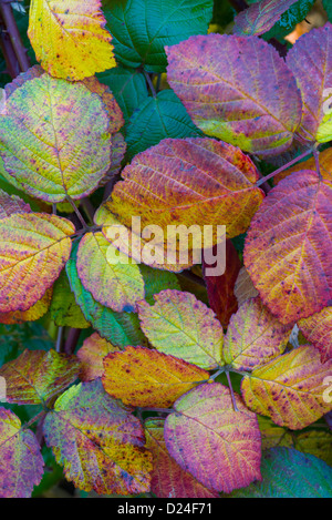 Automne feuilles bramble, Rubus fruticosa, Banque D'Images