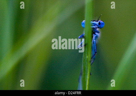 Libellule sur une tige d'herbe Banque D'Images