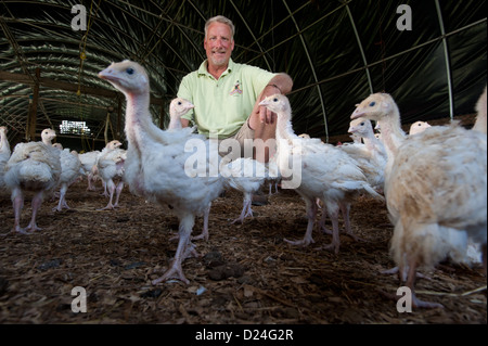 Agriculteur et dindes dans un élevage de dindes Banque D'Images