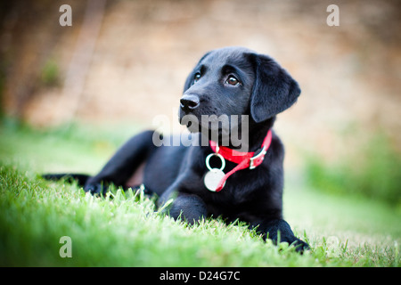 Labrador noir, vertical, chiot, chien, chasse Banque D'Images