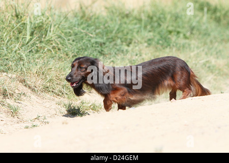 Chien Teckel à poil long Teckel Dackel / / adulte (rouge) en marche Banque D'Images