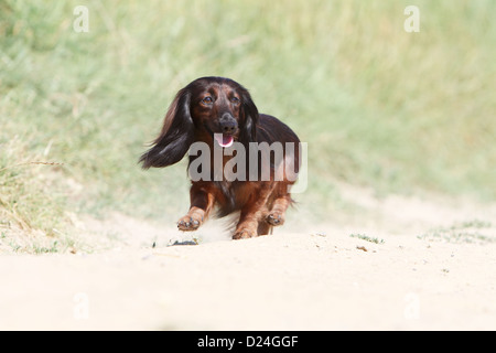 Chien Teckel à poil long Teckel Dackel / / adulte (rouge) en marche Banque D'Images