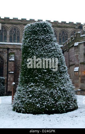 Arbre d'if dans la Sainte Trinité cimetière en hiver, Stratford-upon-Avon, Royaume-Uni Banque D'Images