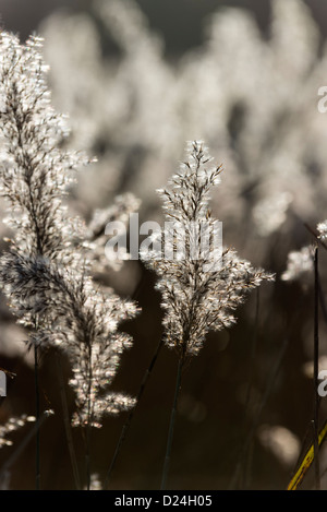 Roseaux Phragmites dans rétroéclairé winter sunshine, Norfolk, Angleterre, Décembre Banque D'Images