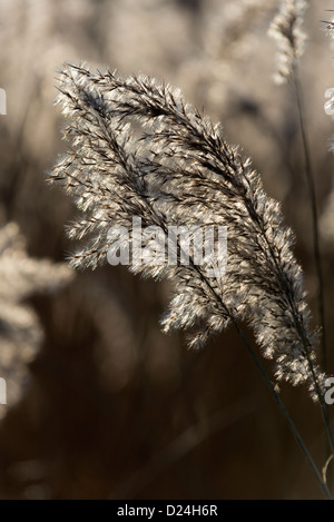 Roseaux Phragmites dans rétroéclairé winter sunshine, Norfolk, Angleterre, Décembre Banque D'Images